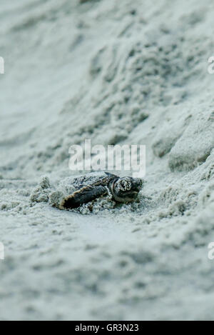 Baby Unechte Karettschildkröte schlüpfen - Caretta caretta | North Carolina - Sunset Beach | gefährdete junge Schildkröten Aufstieg in Richtung Ozean durch den Sand Stockfoto