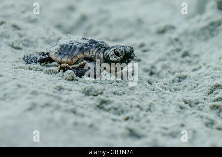 Baby Unechte Karettschildkröte schlüpfen - Caretta caretta | North Carolina - Sunset Beach | gefährdete junge Schildkröten Aufstieg in Richtung Ozean durch den Sand Stockfoto