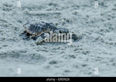 Baby Unechte Karettschildkröte schlüpfen - Caretta caretta | North Carolina - Sunset Beach | gefährdete junge Schildkröten Aufstieg in Richtung Ozean durch den Sand Stockfoto