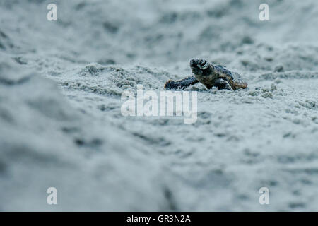 Baby Unechte Karettschildkröte schlüpfen - Caretta caretta | North Carolina - Sunset Beach | gefährdete junge Schildkröten Aufstieg in Richtung Ozean durch den Sand Stockfoto