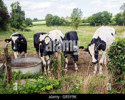 Junge Ochsen (Rinder) steht ein Wassertrog auf einem Bauernhof am La Gouaudiere in der südlichen Normandie, Frankreich Stockfoto