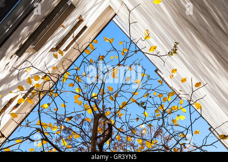 Herbst in der Stadt, abstrakte Fotohintergrund. Gelbe Blätter auf Ästen über blauen Himmel in der Nähe lebenden Haus Ecke Stockfoto