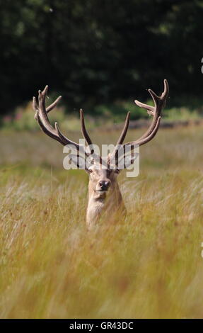 Ein Hirsch Rothirsch (Cervus Elaphus) mit samt Geweih in offenes Grasland in der Peak District National Park in der Nähe von Sheffield, UK Stockfoto