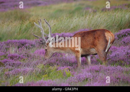 Eine wilde Rotwild-Hirsch (Cervus Elaphus) "in Velvet" weidet auf den östlichen Moors in der Nähe von Sheffield, Peak District National Park, UK Stockfoto