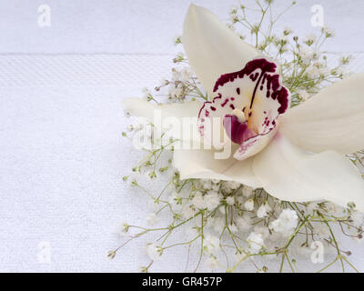 Orchidee Blume und Schleierkraut Buhch auf den weißen Frotteetuch Stockfoto