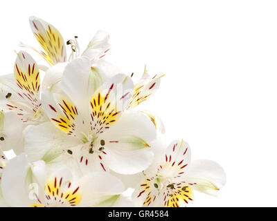 Zarte weiße und gelbe Alstroemeria Blumen in der Ecke isoliert auf weiss Stockfoto