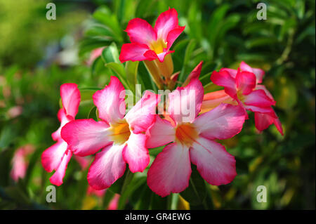 Azalee-Blumen Stockfoto