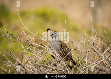 Kalifornien Wachteln (männlich), ein kleiner Bodenwohnung Vogel mit einem geschwungenen Kamm oder Fahne, hergestellt aus sechs Federn, die nach vorne sinkt. Stockfoto