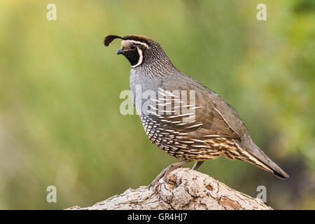 Kalifornien Wachteln (männlich), ein kleiner Bodenwohnung Vogel mit einem geschwungenen Kamm oder Fahne, hergestellt aus sechs Federn, die nach vorne sinkt. Stockfoto