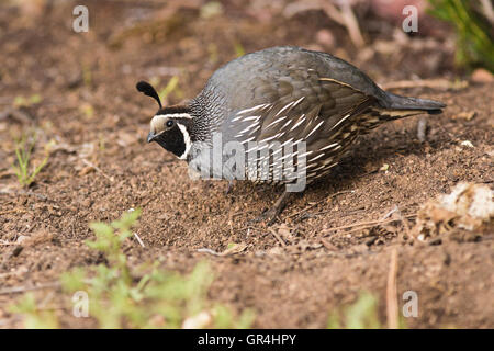 Kalifornien Wachteln (männlich), ein kleiner Bodenwohnung Vogel mit einem geschwungenen Kamm oder Fahne, hergestellt aus sechs Federn, die nach vorne sinkt. Stockfoto