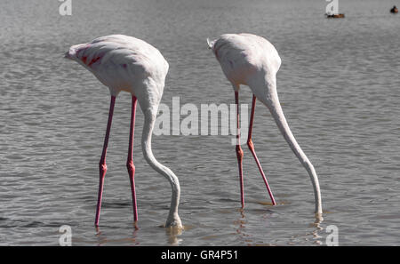 Weißer Flamingos in der Camargue-Region von Frankreich Stockfoto