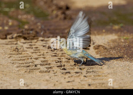 Lazuli Bunting Passerina Amoena Empire-Cienega National Conservation Area. Arizona, Vereinigte Staaten 3 September unreifen Mal Stockfoto