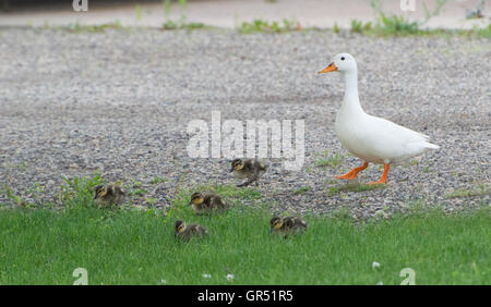 Mama Ente und Enten, die auf Straße und Gras laufen Stockfoto