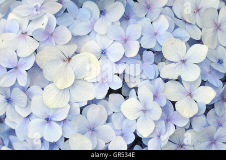 Blaue Hortensie Blumen Stockfoto