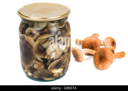 Marinierte Pilze Armillaria, Honig Agaric auf weiß Stockfoto