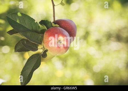 Rote, reife Äpfel in einem Obstgarten. Leuchtend rote Äpfel hängen an Obstbäume, die darauf warten, gepflückt werden. Vintage getönten Bild, Textfreiraum Stockfoto