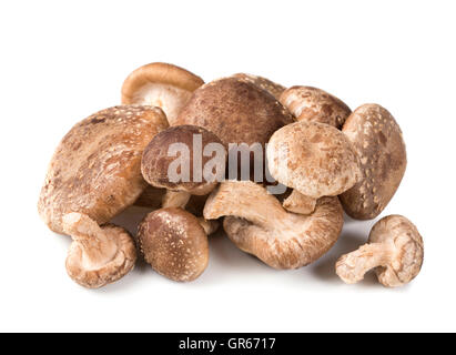 Shiitake-Pilz isoliert auf weißem Hintergrund Stockfoto