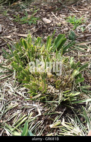 Frisch geschnitten Lomandra Rasen Stockfoto