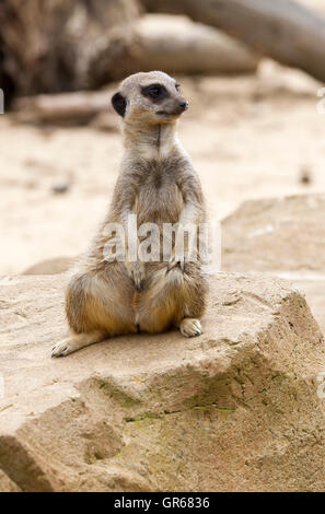 Erdmännchen. Suricata Suricatta, Woburn Safari Park. Stockfoto