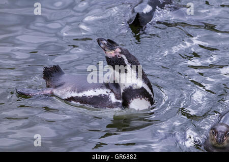 Magellanic Penguin. Spheniscus (Magellanicus), Woburn Safari Park. Stockfoto