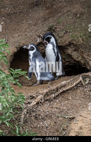 Magellanic Penguin. Spheniscus (Magellanicus), Woburn Safari Park. Stockfoto