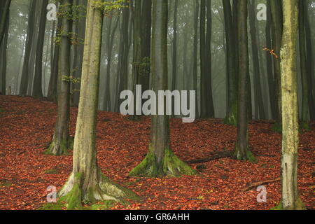 Insel Rügen Herbst 2015, Mecklenburg Vorpommern, Deutschland, Europa Stockfoto