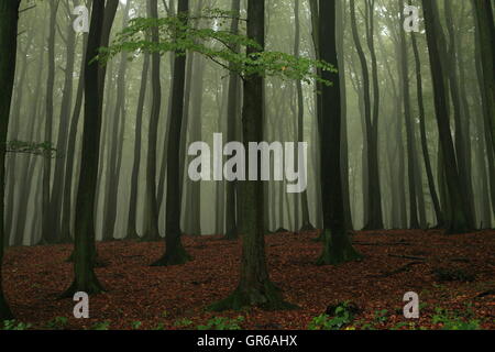 Insel Rügen Herbst 2015, Mecklenburg Vorpommern, Deutschland, Europa Stockfoto