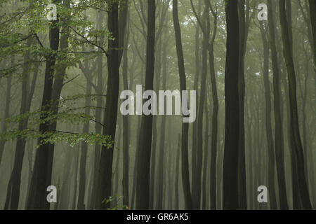 Insel Rügen Herbst 2015, Mecklenburg Vorpommern, Deutschland, Europa Stockfoto