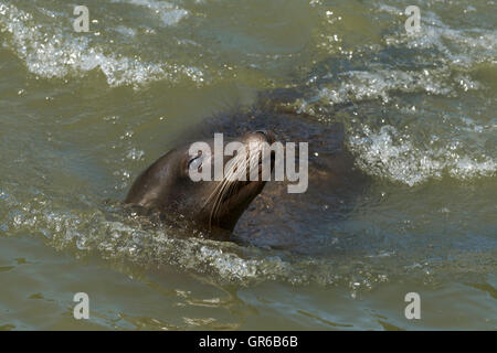 Eine kalifornische Seelöwe schwimmen neben dem Boot am Longleat Safari Park, Wiltshire, August Stockfoto
