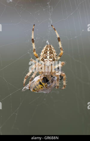 Europäische Gartenkreuzspinne Araneus Diadematus, auf seiner Web mit Wespe Beute in einem seidenen Kokon Stockfoto