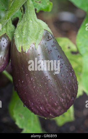 Aubergine Früchte mit lila marmorierte Färbung gekennzeichnet "Black Beauty", September Stockfoto