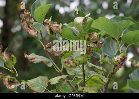 Symptome von Magnesiummangel auf Spätsommer Laub von einem lila Baum, Berkshire, Juni Stockfoto