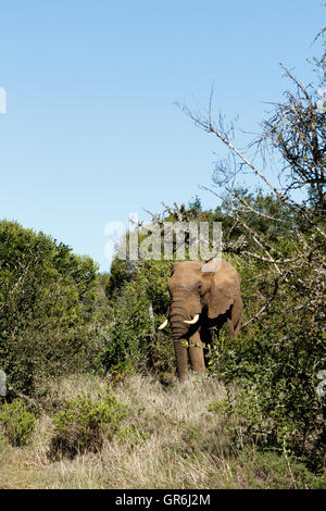 Ich bin der BOSS - der afrikanische Elefant ist der größere der beiden Arten des afrikanischen Elefanten. Sowohl sie als auch die afrikanischen Wald e Stockfoto