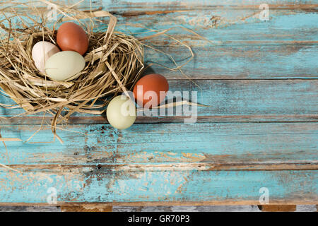 Eiern In einem Nest Stockfoto