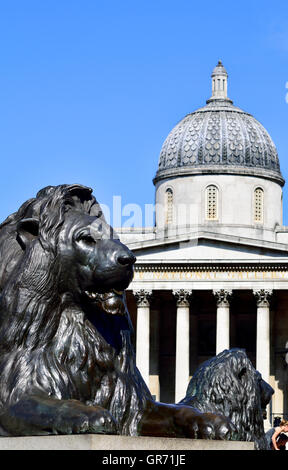 London, England, Vereinigtes Königreich. Trafalgar Square. Löwen-Statuen (1867: Sir Edwin Landseer) an der Basis des Nelson Säule / National Galerie Stockfoto