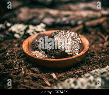 Teure seltene schwarze Trüffel-Pilz Stockfoto