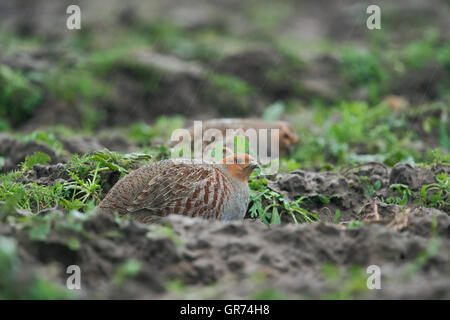 Graue Rebhühner / Rebhuehner (Perdix Perdix) bei starkem Regen auf einem Feld mit Regentropfen auf ihrem Gefieder versteckt. Stockfoto