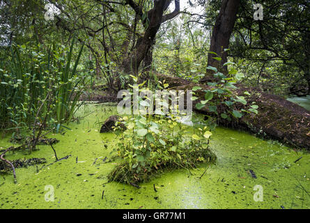 Biostop Stockfoto