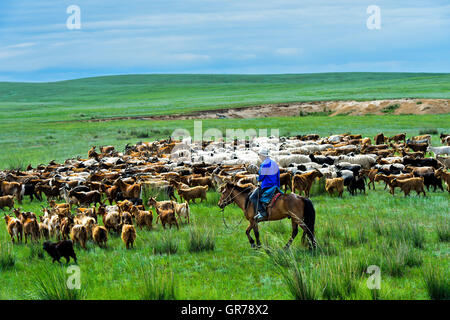 Eine Herde von Kaschmir Ziegen In der mongolischen Steppe, Dashinchilen, Bmongolia Stockfoto