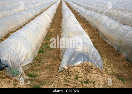 Anbau von Spargel unter Kunststoff Stockfoto