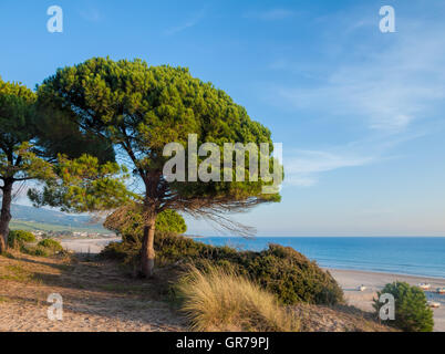 Strand von Bolonia, Tarifa, Spanien, Costa De La Luz mit Stein Kiefern Stockfoto