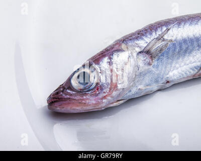 Draufsicht der rohen blauen Wittling auf einem weißen Teller Stockfoto