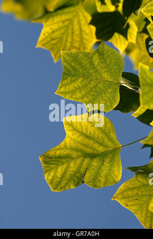 Liriodendron Tulipifera Tulpenbaum In Autum, Deutschland Stockfoto