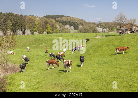 Grasende Kühe im Frühling, Holperdorp, Tecklenburger Land, Nordrhein-Westfalen, Deutschland Stockfoto