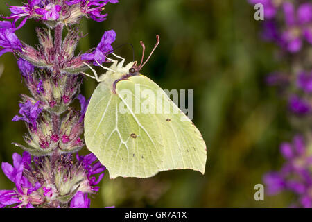 Gonepteryx Rhamni, gemeinsame Schwefel, Schwefel auf Blutweiderich, Lythrum Salicaria, Deutschland, Europa Stockfoto