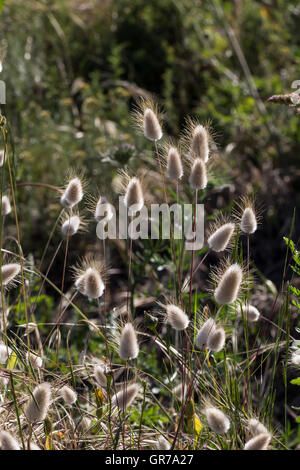 Lagurus Ovatus, Harestail Rasen, Bunnytail Stockfoto