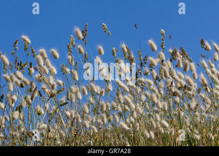 Lagurus Ovatus, Harestail Rasen, Bunnytail Stockfoto