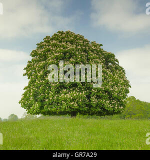 Rosskastanie Baum Aesculus Hippocastanum im Mai, Lengerich, Nordrhein-Westfalen, Deutschland Stockfoto