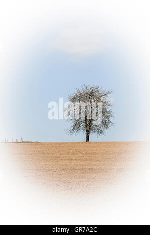 Blühender Kirschbaum im Frühling, Nordrhein-Westfalen, Deutschland Stockfoto