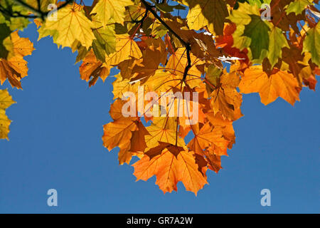 Spitz-Ahorn im Herbst Acer Platanoides, Niedersachsen, Deutschland Stockfoto